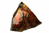 Iridescent Ammolite (Fossil Ammonite Shell) - Alberta, Canada #156822-1